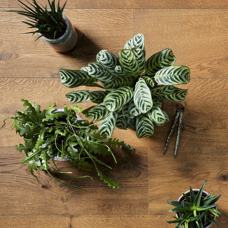 Lindura-Holzboden unter Grünpflanzen